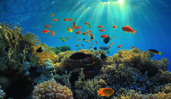 reef fish red sea