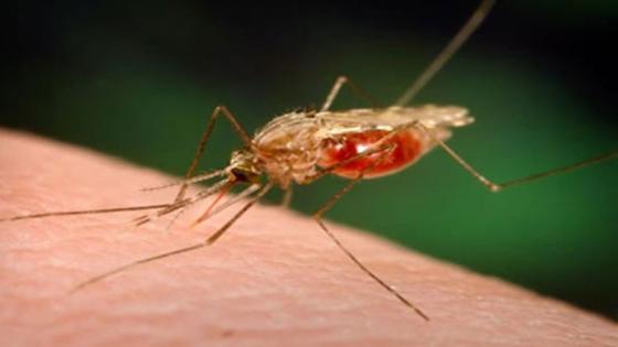 أعراض وعلاج الملاريا